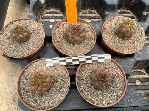 Wholesale pack copiapoa - wholesale,