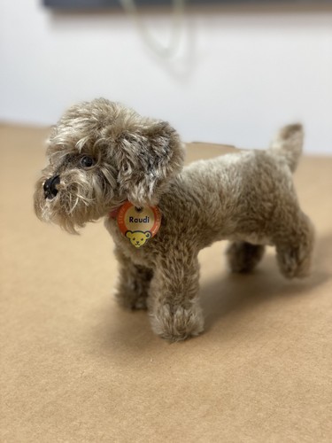 Steiff raudi dog - dog, 1317,07