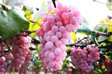 Uva lusso vitis sp - uva, -vitis