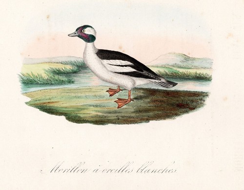 Morillon orecchie bianche - orecchie,