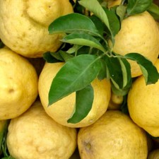 Citrus limon amalfi coast - amalfi,