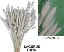 Lagurus Topini cm. 60/70 Colore Bianco