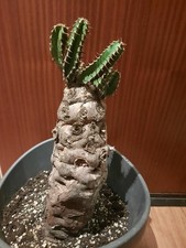 Euphorbia mlanjeana XXL 30 cm