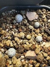 cactus rari Turbinicarpus Valdezianus Albiflora