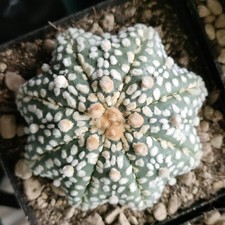 Astrophytum Asterias