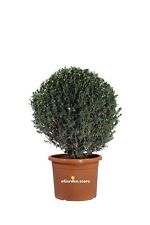 Pianta di Bosso Buxus Microphylla Faulkner Sfera vera ornamentale da esterno