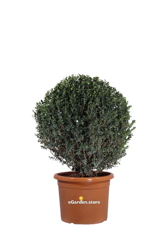 Pianta bosso buxus - bosso,