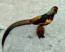 TROFEO DI CACCIA ESEMPLARE FAGIANO DORATO TASSIDERMIA TAXIDERMY BIRD IMBALSAMATO