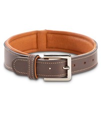Jack  Russell Premium Dog