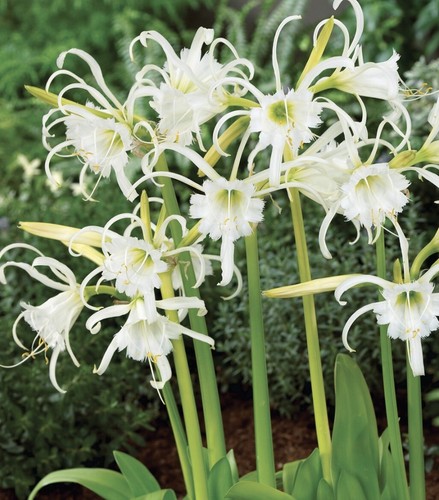 Bulbi fiori narciso o - fiori,