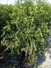 Limone caviale giallo Citrus