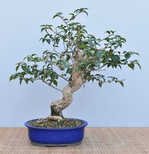 Bonsai di Mediterraneo, Fiore