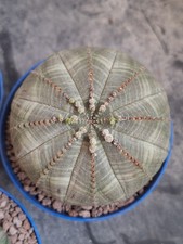 Euphorbia obesa #1, Pot