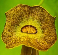 Aristolochia durior - Verricello | Pipa olandese