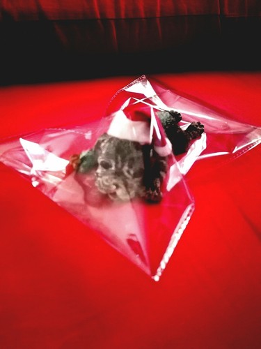 Statuetta natale cagnolino - natale,