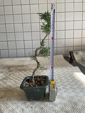 Bonsai Ginepro Chinensis