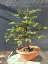 Pre-Bonsai Di Tasso