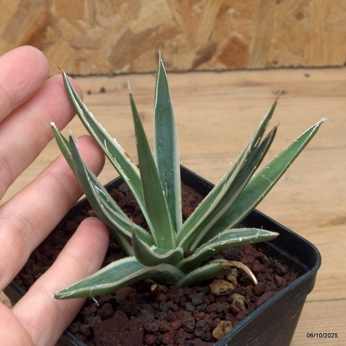 Agave filifera variegata - , vaso