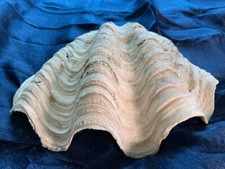 Natural Clam Shell, Tridacna Gigas, 4 libbre 9,5 once, 11,5 x 8, inalterato, raccolta vintage