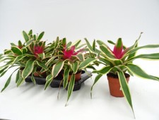 Neoregelia FRANCA 1 Pianta