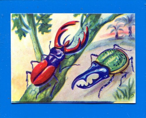 Animali lampo 1964 - lampo,