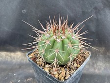 MELOCACTUS DIAMANTINUS CACTUS