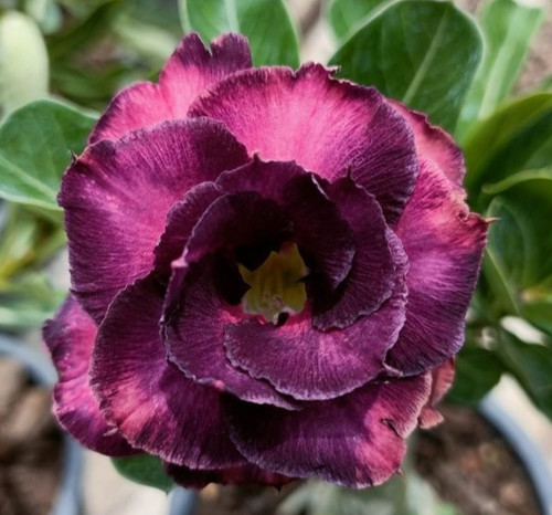 Rosa del deserto adenium - rosa,