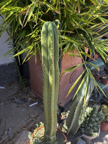 Cactuspach oltre la - 60,