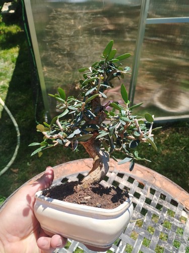 Bonsai olea europaea - di,