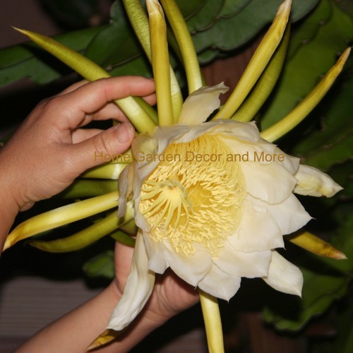 Gigante epiphyllum hylocereus - gigante,