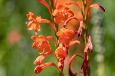 BEATRICE WATSONIA - Watsonia
