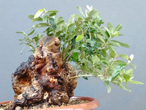 Bonsai olivastro 30x20cm - olivastro,