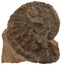 Trias Trachyceras (Protrachyceras) hispanicum Altammonit Spagna W54-5