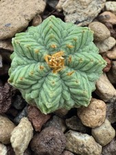 Aztekium Ritteri POT 6 CM On its own root Rare.  Su Radice Propria