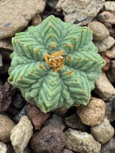 Aztekium ritteri pot - aztekium,