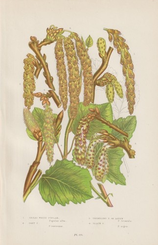 1905 pioppi diversi - 1905,