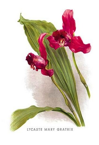 Lycaste mary gratrix - mary,
