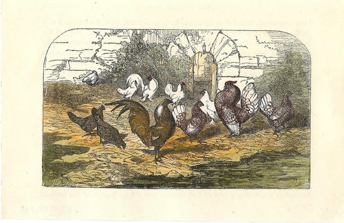 Stampa antica con molti galli - antica,