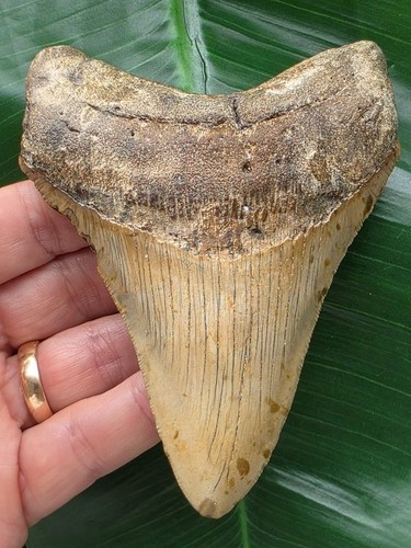 Dente megalodonte forma - megalodonte,