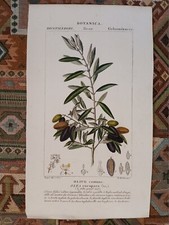 botanica OLIVO COMUNE / TURPIN