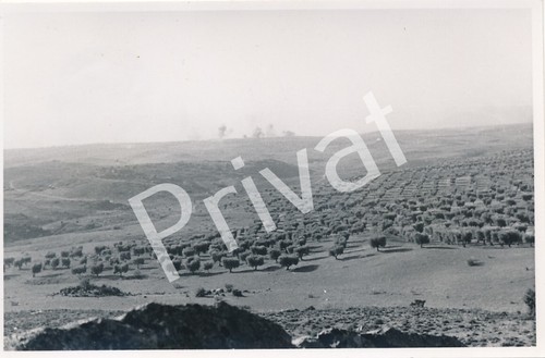 Foto legione condor - legione,