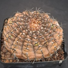 Gymnocalycium asterium