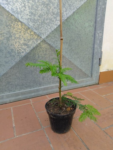 Pianta sequoia sempervirens - pianta,
