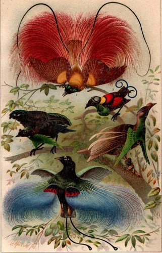 1898 antica cromolitografia - 1898,