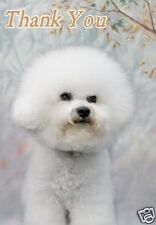 Bichon Frise Thank You Card By
