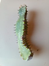 Esquejes euphorbia - de,