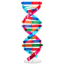 Modellino DNA Biologico
