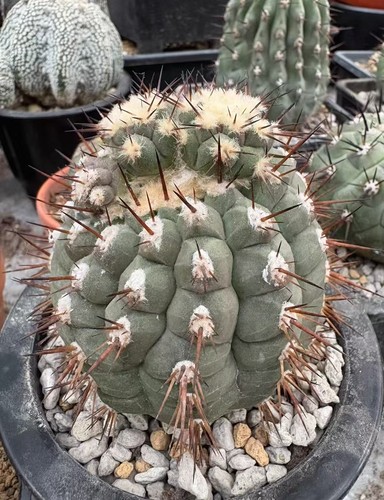 Pianta succulenta rara cm - succulenta,