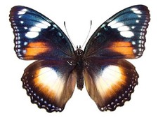 Hypolimnas bolina nera - coppia non montata