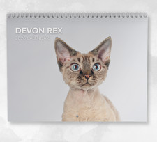 Devon Rex Calendario 2026
